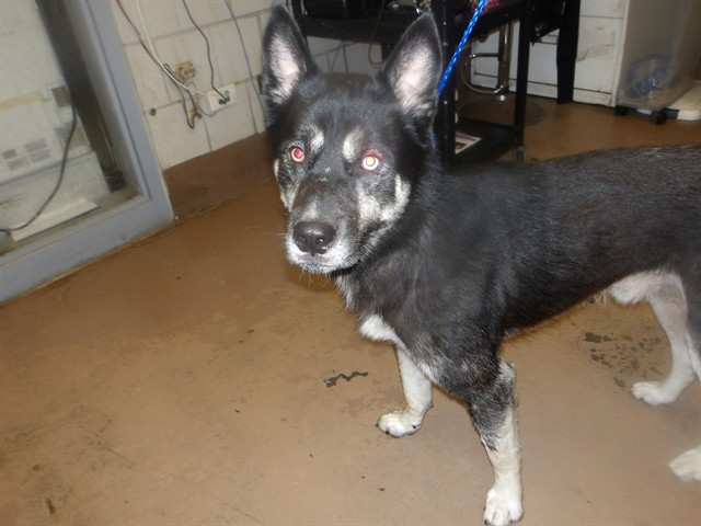 Dog A320158 at Chicago Animal Care and Control