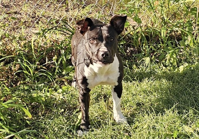 American Pit Bull Terrier at Chicago Animal Care and Control