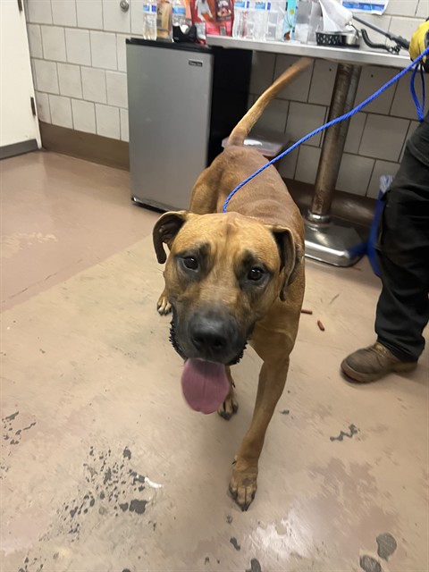 Labrador Retriever at Chicago Animal Care and Control