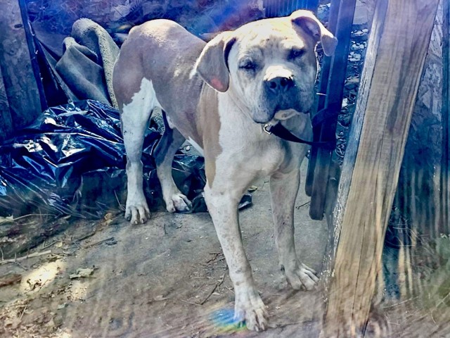 Mastiff at Chicago Animal Care and Control