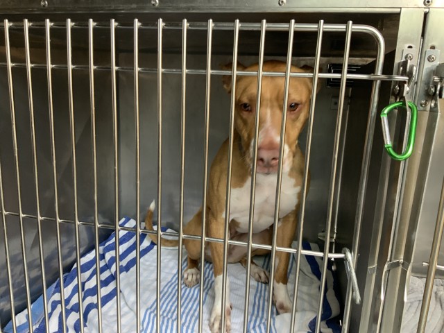 American Pit Bull Terrier at Chicago Animal Care and Control