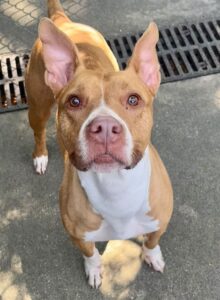 Arleth, adoptable American Pit Bull Terrier at Chicago Animal Care and Control