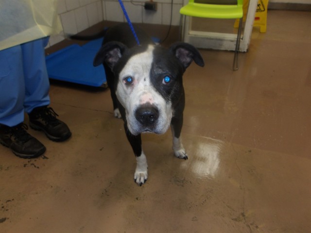 American Bulldog / Bulldog at Chicago Animal Care and Control