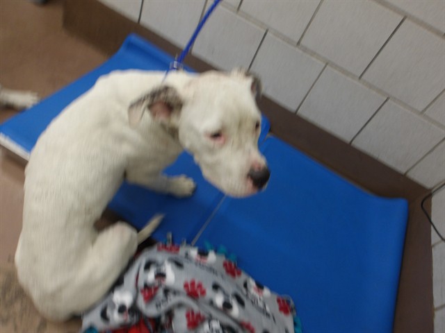 American Pit Bull Terrier at Chicago Animal Care and Control