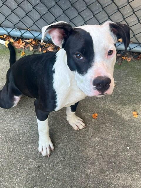 Kennedy available through Chicago Animal Care and Control