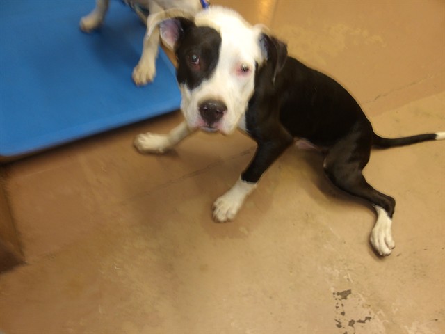 American Pit Bull Terrier at Chicago Animal Care and Control