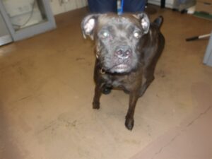Dreamie, adoptable Cane Corso at Chicago Animal Care and Control