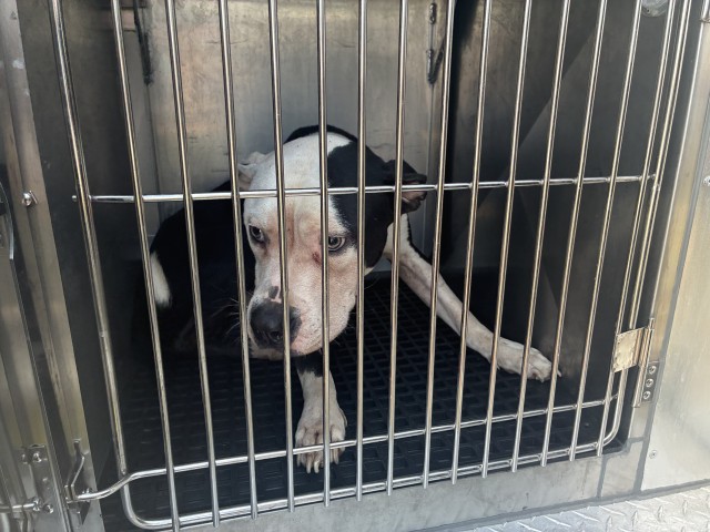 American Pit Bull Terrier at Chicago Animal Care and Control