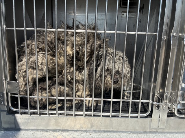 Dog A320177 at Chicago Animal Care and Control