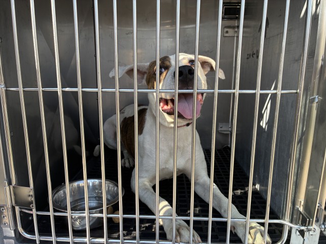 American Pit Bull Terrier at Chicago Animal Care and Control