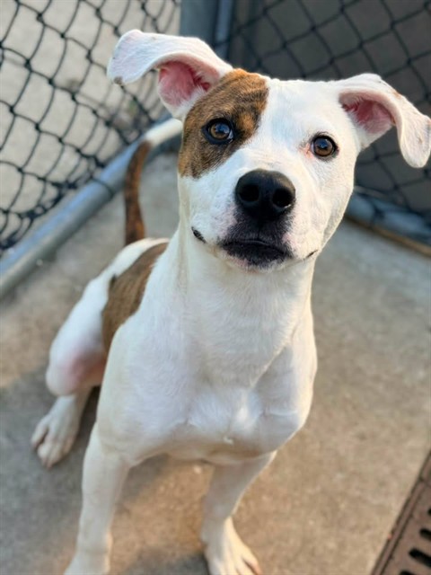 Thilo available through Chicago Animal Care and Control