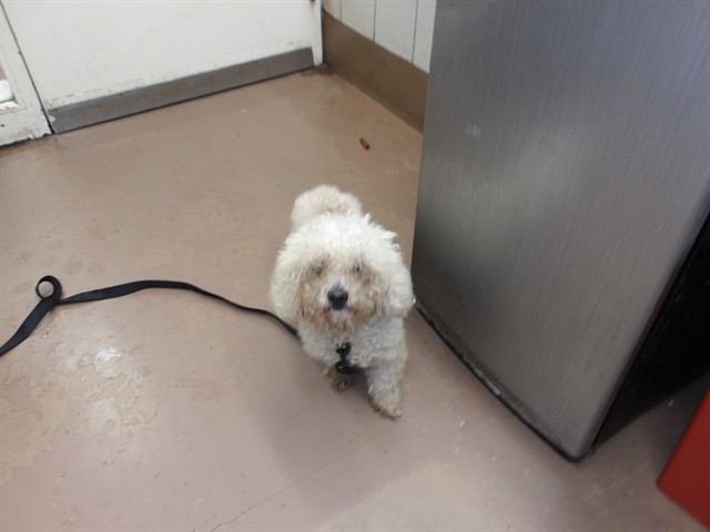 Dog A320211 at Chicago Animal Care and Control