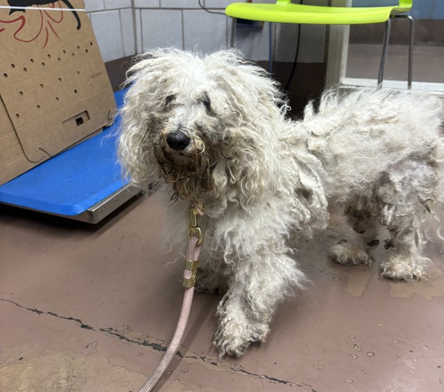 Dog A320217 at Chicago Animal Care and Control