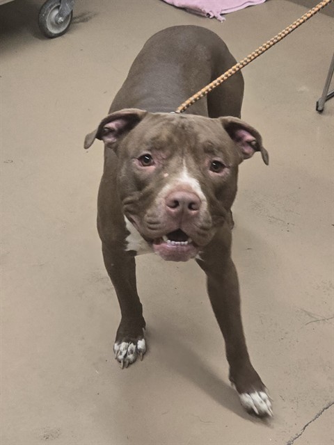 American Pit Bull Terrier at Chicago Animal Care and Control