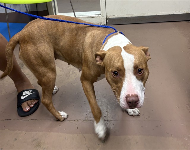 American Pit Bull Terrier at Chicago Animal Care and Control