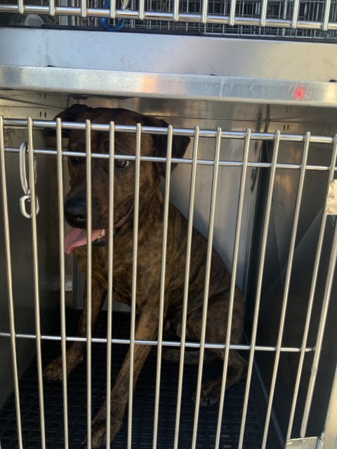 American Pit Bull Terrier at Chicago Animal Care and Control
