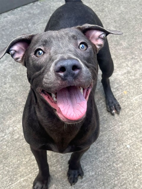 Riva at Chicago Animal Care and Control
