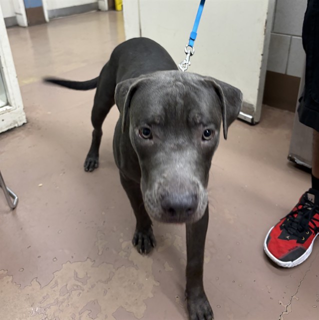 Dymum at Chicago Animal Care and Control