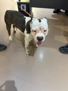 Cruella, adoptable American Pit Bull Terrier at Chicago Animal Care and Control