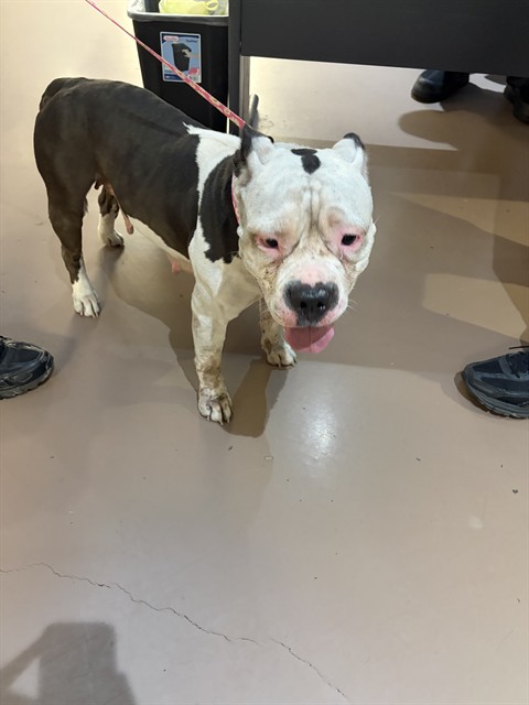 American Pit Bull Terrier at Chicago Animal Care and Control
