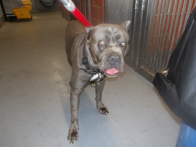 Caine at Chicago Animal Care and Control