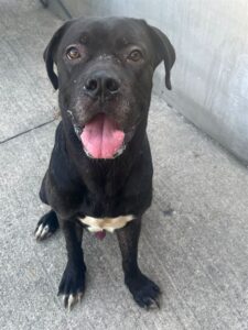 Boaz, adoptable Cane Corso at Chicago Animal Care and Control