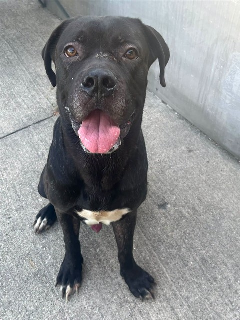 Boaz available through Chicago Animal Care and Control