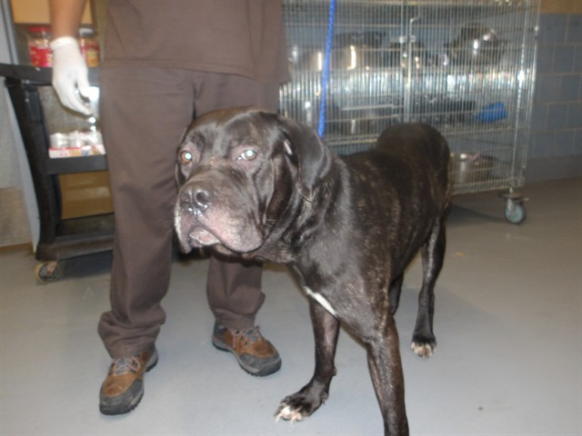 Cane Corso at Chicago Animal Care and Control