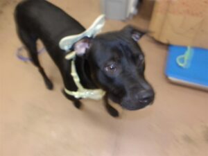 Baked Beans, adoptable American Pit Bull Terrier at Chicago Animal Care and Control