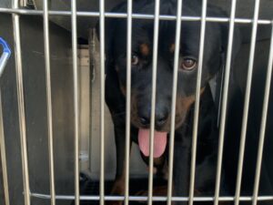 Bear, adoptable Rottweiler at Chicago Animal Care and Control