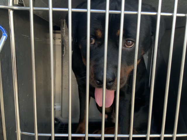 Rottweiler at Chicago Animal Care and Control