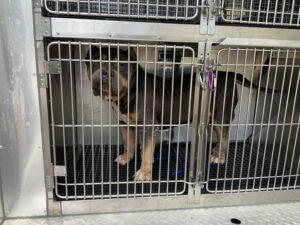 Matic, adoptable dog at Chicago Animal Care and Control