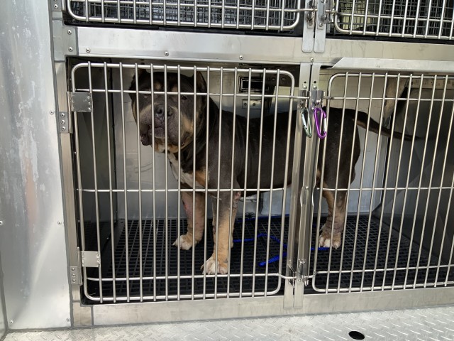 Matic at Chicago Animal Care and Control