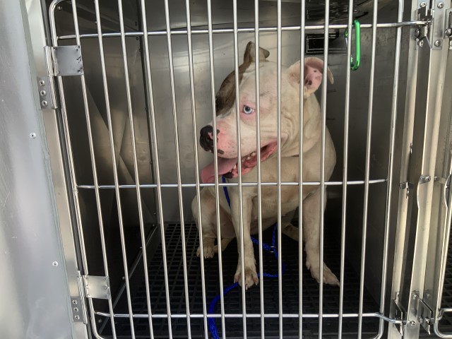 American Pit Bull Terrier at Chicago Animal Care and Control
