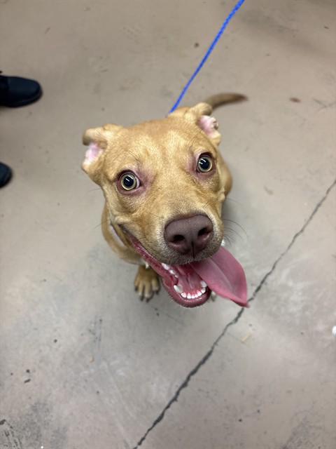 American Pit Bull Terrier / Bull Terrier / Labrador Retriever at Chicago Animal Care and Control