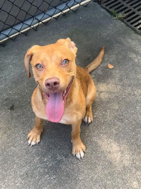 Lilo available through Chicago Animal Care and Control