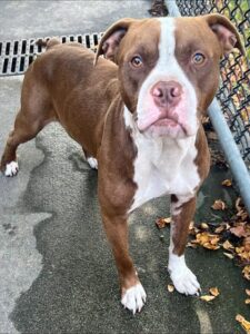 Roderick, adoptable American Pit Bull Terrier at Chicago Animal Care and Control