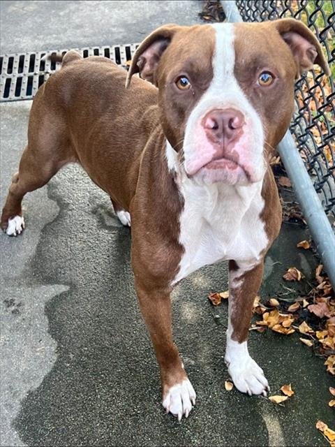 Roderick available through Chicago Animal Care and Control
