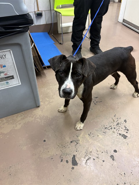 Gonger at Chicago Animal Care and Control — photo 2