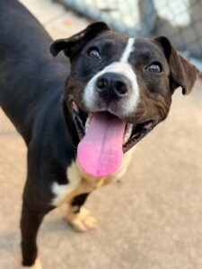Gonger, adoptable American Pit Bull Terrier at Chicago Animal Care and Control