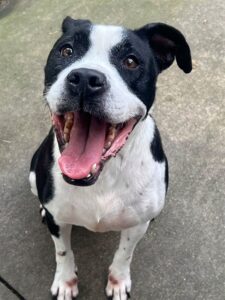 Esther, adoptable American Pit Bull Terrier at Chicago Animal Care and Control