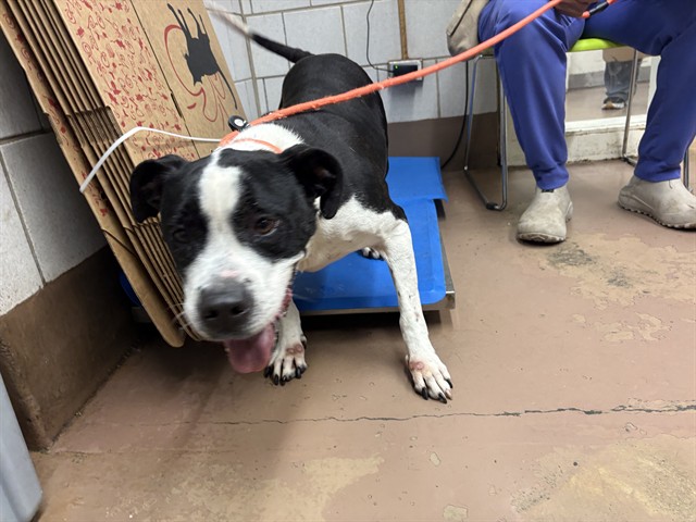 Riva at Chicago Animal Care and Control