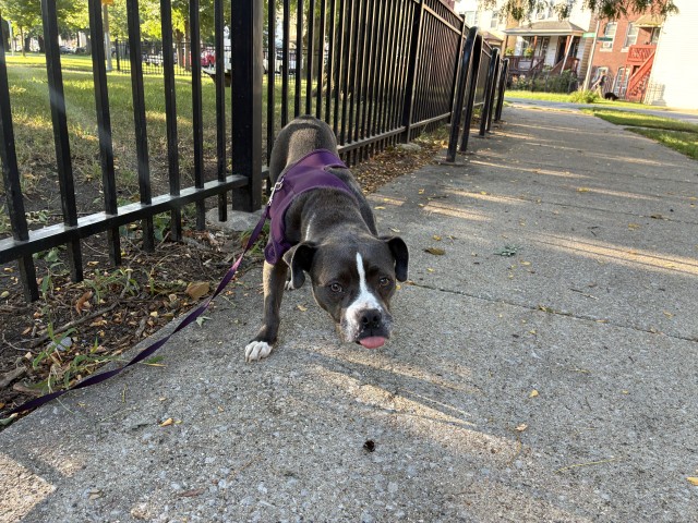 American Pit Bull Terrier / Boston Terrier / Bull Terrier at Chicago Animal Care and Control