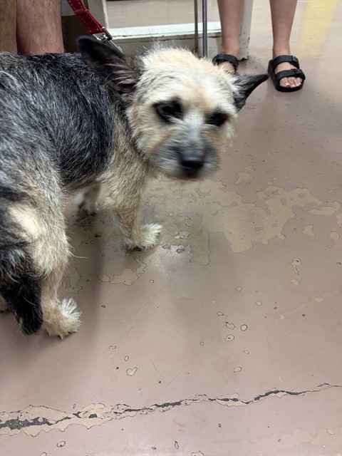 Dog A320321 at Chicago Animal Care and Control