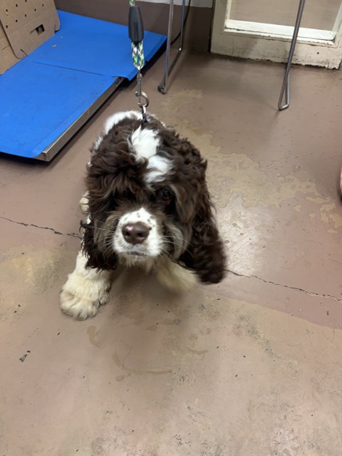 Cocker Spaniel at Chicago Animal Care and Control