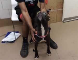 Detroit, adoptable Labrador Retriever at Chicago Animal Care and Control