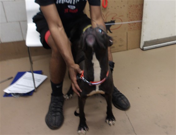 Detroit at Chicago Animal Care and Control