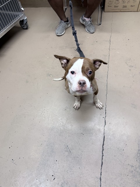 American Staffordshire Terrier at Chicago Animal Care and Control