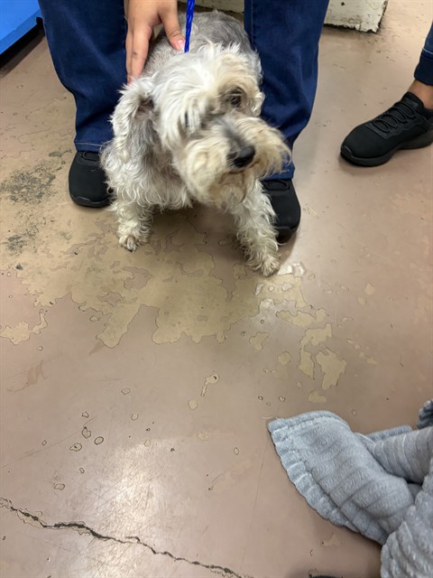 Lady Gaga at Chicago Animal Care and Control