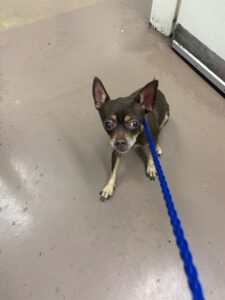 Mona, adoptable Chihuahua at Chicago Animal Care and Control